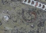 / Fossil Orthoceras & Goniatite Plate - Stoneware #58570-1